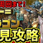 【ラードラゴン降臨】安定周回したい！初見攻略！アシスト無効【パズドラ】