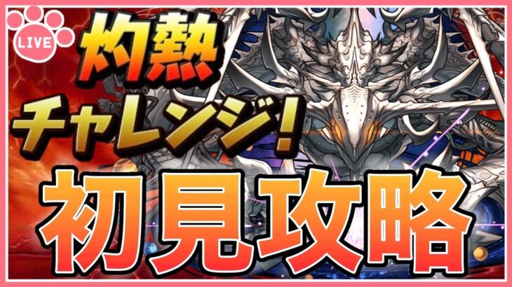 【パズドラ】灼熱チャレンジを初見攻略！【雑談】