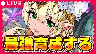 真夏の＋限界突破コロシアムで最強育成！！大樹も少しやりたい【パズドラ配信】＃パズドラ